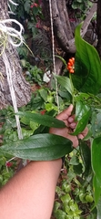 Anthurium flexile