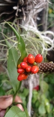Anthurium flexile