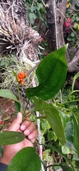 Anthurium flexile