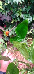Anthurium flexile