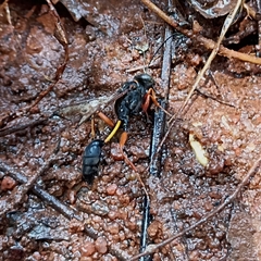 Sceliphron coromandelicum