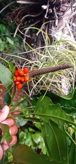 Anthurium flexile