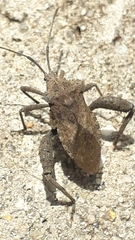 Camptischium