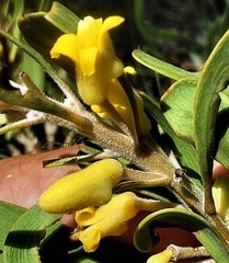 Persoonia comata