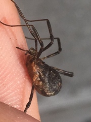 Protolophus niger