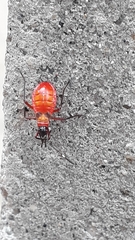 Dysdercus albofasciatus