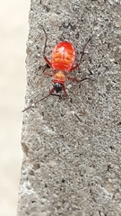 Dysdercus albofasciatus