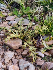 Aciphylla hookeri