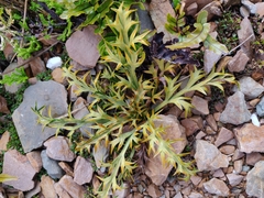 Aciphylla hookeri