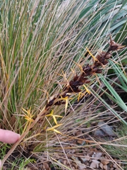 Aciphylla hookeri