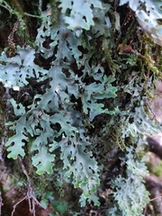 Pseudocyphellaria homoeophylla