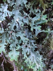 Pseudocyphellaria homoeophylla