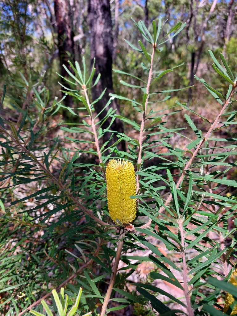 Silver Banksia - Photo (c) David, some rights reserved (CC BY-NC), uploaded by David