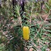 Banksia marginata - Photo (c) David,  זכויות יוצרים חלקיות (CC BY-NC), uploaded by David