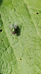 Calliphoridae