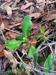 Persoonia laurina