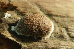Reticularia jurana