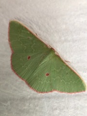 Chlorocoma rhodothrix