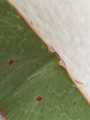 Chlorocoma rhodothrix