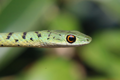Spotted Bush Snake photo 4