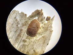 Reticularia jurana