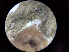 Reticularia jurana