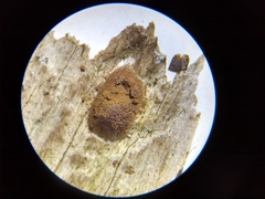 Reticularia jurana