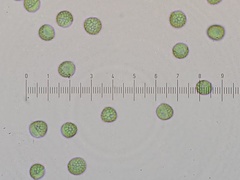 Reticularia jurana