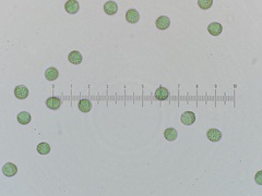 Reticularia jurana