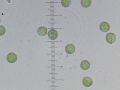 Reticularia jurana