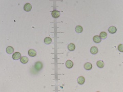 Reticularia jurana