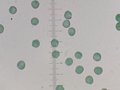 Reticularia jurana