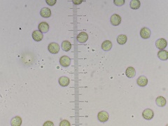 Reticularia jurana