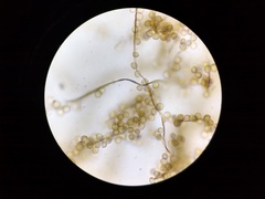 Reticularia jurana