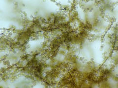 Reticularia jurana