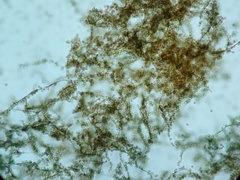 Reticularia jurana