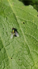 Calliphoridae