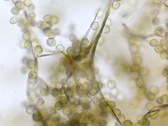 Reticularia jurana