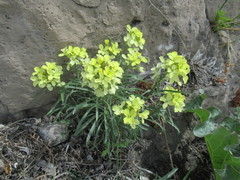 Erysimum flavum