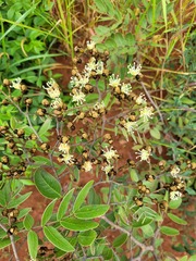 Julbernardia globiflora