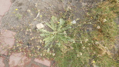 Launaea capitata