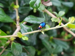 Parheminodes pulcher