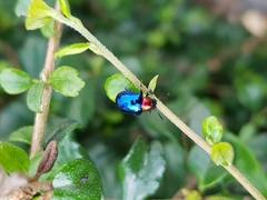 Parheminodes pulcher