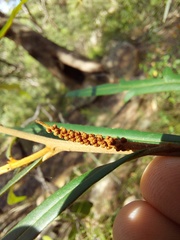 Grevillea longifolia