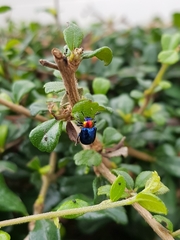 Parheminodes pulcher