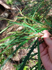Grevillea longifolia