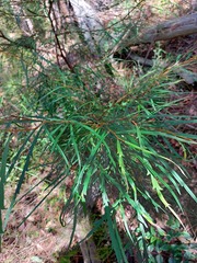 Grevillea longifolia