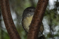 Sericornis frontalis harterti