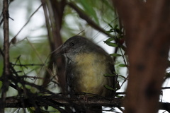 Sericornis frontalis harterti