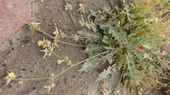 Launaea capitata